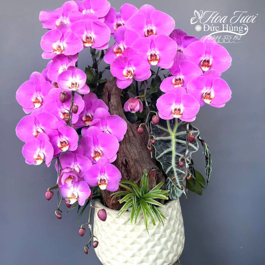 Chậu Lan Hồ Điệp Tặng Đối Tác